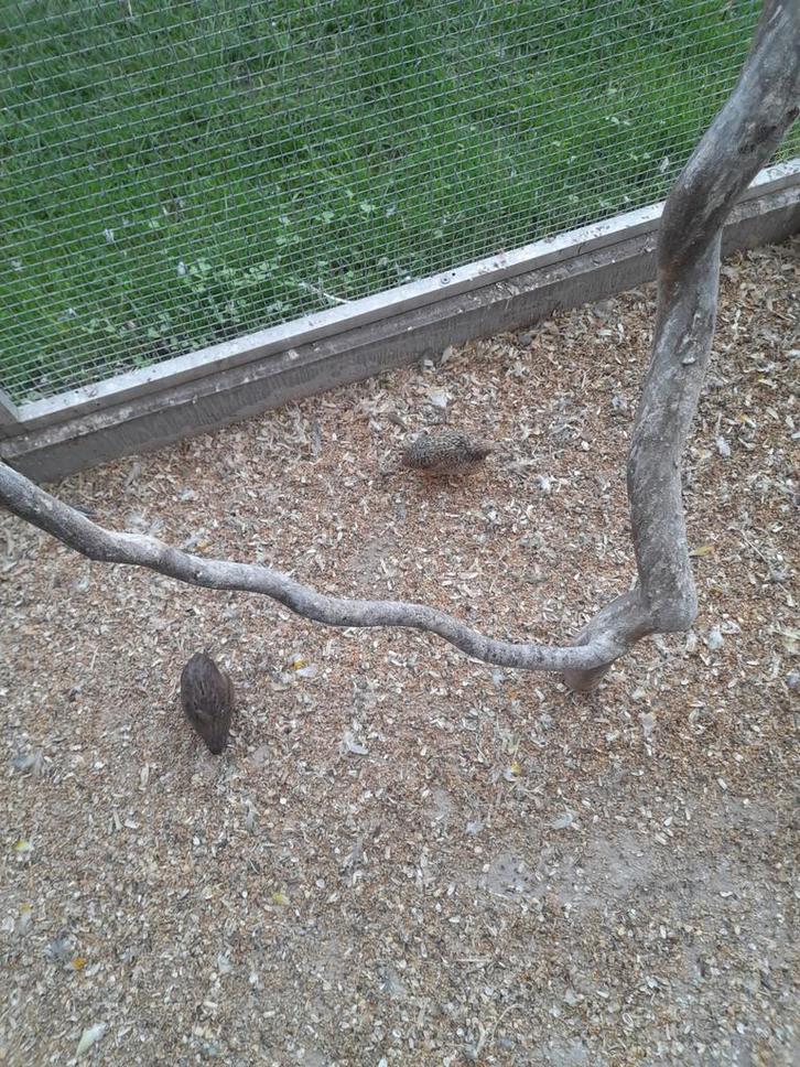 Chinese dwergkwartels 3 stuks natuurbroed, Dieren en Toebehoren, Vogels | Overige Vogels, Meerdere dieren