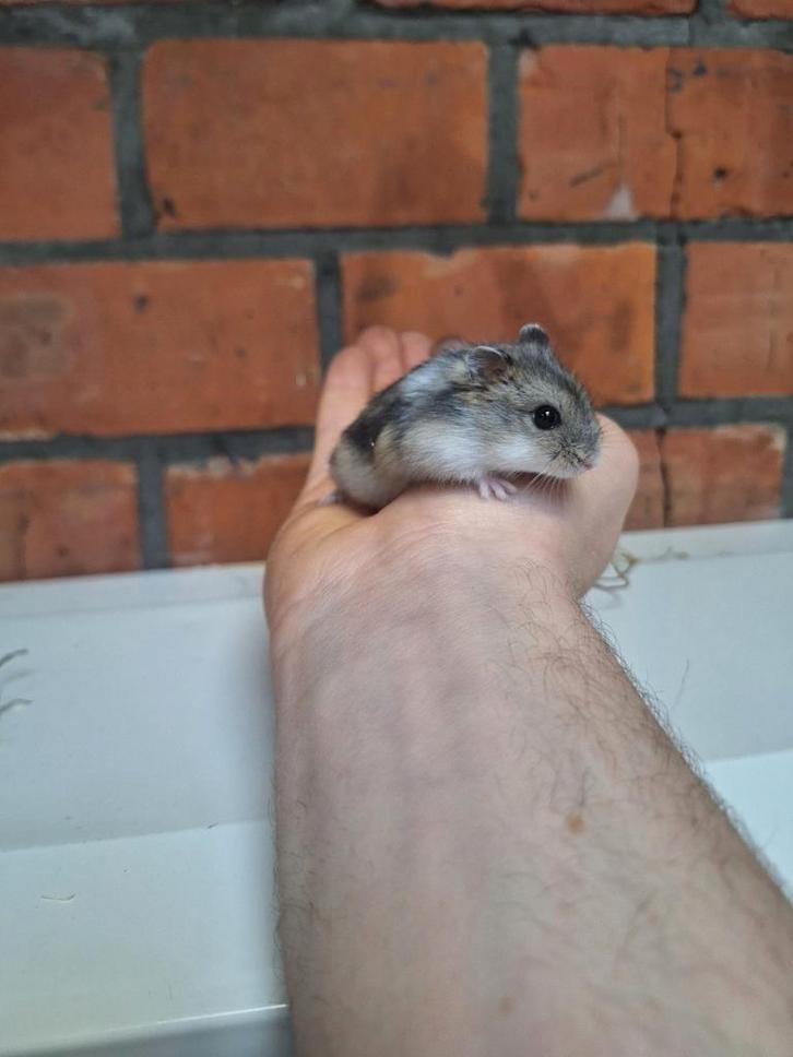 Jonge Russische dwerghamsters, verschillende kleuren,handtam, Dieren en Toebehoren, Knaagdieren, Hamster, December, Tam