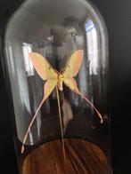 Echte Actias Dubernardi Moon Butterfly uit China Globe, Nieuw, Opgezet dier, Ophalen of Verzenden, Insect