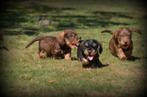 Ruwharige Teckel pups, Dieren en Toebehoren, België, CDV (hondenziekte), 8 tot 15 weken, Meerdere