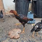 Shamo hint brezil 0470 61 81 42, Dieren en Toebehoren