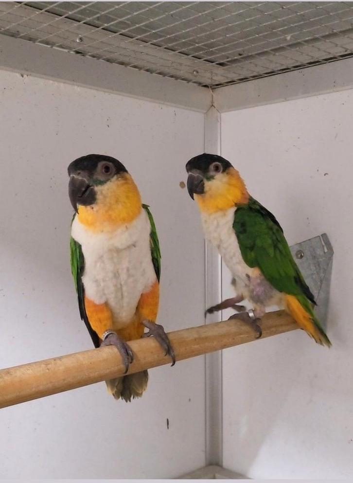 Zwartkop caique, Dieren en Toebehoren, Vogels | Parkieten en Papegaaien, Geringd