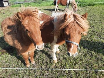 weide gezocht voor pony"s beschikbaar voor biedingen