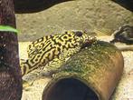 Groep van 4 L236 SW, Dieren en Toebehoren, Vissen | Aquariumvissen, Overige typen, Zoetwatervis