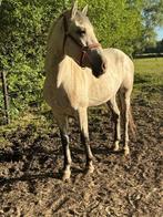 Paard, Dieren en Toebehoren, Paarden, Gechipt, Minder dan 160 cm, Ruin, 3 tot 6 jaar