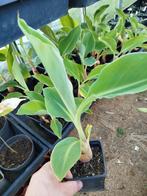 Musela lasiocarpa, gouden lotus, 2+1 gratis, Tuin en Terras, Planten | Tuinplanten, Ophalen of Verzenden