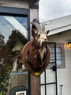 Taxidermie langharige soort geit, Antiek en Kunst, Ophalen of Verzenden