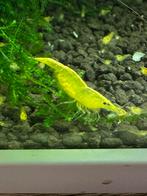 Mooie citroen neocardinia, Dieren en Toebehoren, Vissen | Aquariumvissen