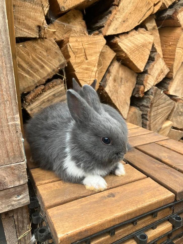 Raszuivere kleurdwergjes rammetjes, Dieren en Toebehoren, Konijnen