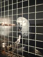 Grijze roodstaart koppel, Dieren en Toebehoren, Vogels | Parkieten en Papegaaien, Meerdere dieren, Papegaai, Pratend