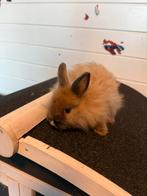 Langharig dwergkonijntje, Dieren en Toebehoren, Konijnen, Mannelijk, Dwerg, 0 tot 2 jaar