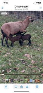 ze zijn er weer 4 Barbados black belly lammetjes, Plusieurs animaux, Mouton, 0 à 2 ans
