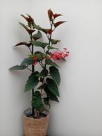 Begonia, Huis en Inrichting, Kamerplanten, Ophalen