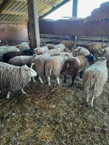 RAMMEN, Mâle, Mouton, 0 à 2 ans