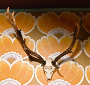 Gewei met schedel beschikbaar voor biedingen