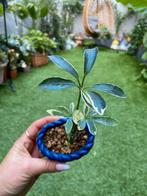 Schefflera Variegata – klein plantje in pot, Ophalen