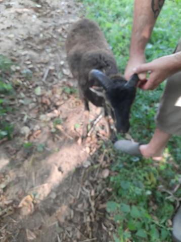 béliers en sofait/mouflon, Mâle, Mouton, 0 à 2 ans