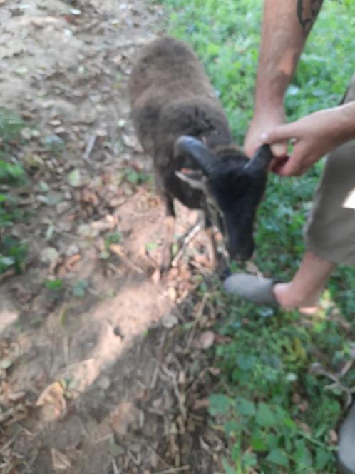 soay/moeflon rammen, Dieren en Toebehoren, Schapen, Geiten en Varkens, Schaap, Mannelijk, 0 tot 2 jaar