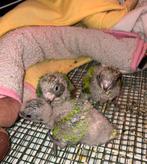 Poicephalus cryptoxanthus/perroquet tete brune, Animaux & Accessoires, Plusieurs animaux, Perroquet, Domestique