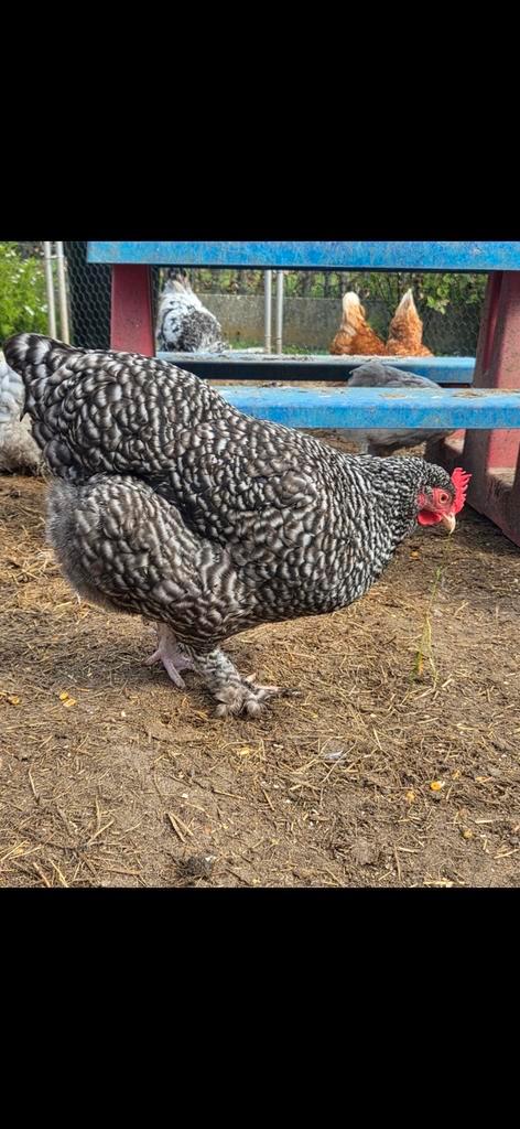 Mechelse koekoek, Dieren en Toebehoren, Pluimvee