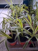 Kamerplant: graslelie, Enlèvement