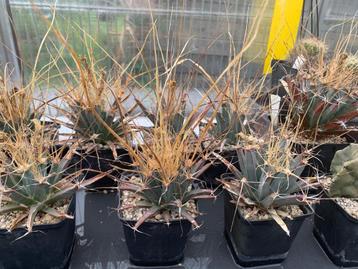Aangeboden cactussen, En pot, Plante à fleurs, Moins de 100 cm, Enlèvement
