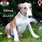 Bull Terriër teefjes, Vivi & Vana - te koop, Dieren en Toebehoren, Honden | Jack Russells en Terriërs, Bull Terriër, 15 weken tot 1 jaar