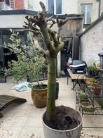 Vijgenboom - stamomrek 40cm, Ophalen