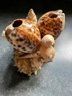 Schelpenhouder, Ophalen of Verzenden, Zo goed als nieuw
