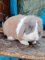 Minilop, Dieren en Toebehoren, Konijnen