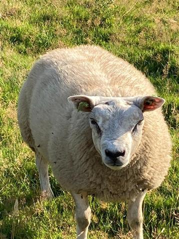 groot texel ramlam beschikbaar voor biedingen