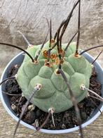 Matucana Madisoniorum, Cactus, Envoi, Moins de 100 cm