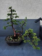 Bonsaï juniperus chinensis, Ophalen