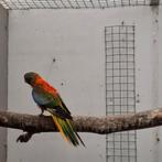 Splendids, Plusieurs animaux, Perruche, Bagué