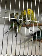 16 grasparkieten en 3 kakarikies, Dieren en Toebehoren, Vogels | Parkieten en Papegaaien, Meerdere dieren, Parkiet, Geringd