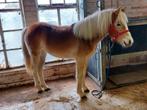 Haflinger, Dieren en Toebehoren, Minder dan 160 cm, Gechipt, 0 tot 2 jaar, Onbeleerd