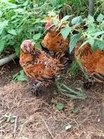 Ukkelse baardkrielen (hanen), Dieren en Toebehoren, Mannelijk, Kip