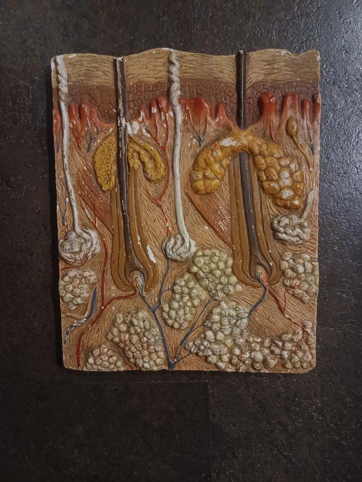 Anatomisch model van de menselijke huid, Antiek en Kunst, Curiosa en Brocante, Ophalen