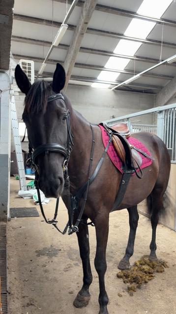Paard te koop beschikbaar voor biedingen