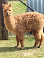 Alpaca cria, Dieren en Toebehoren