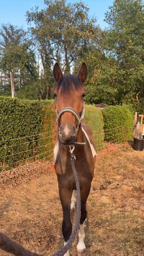 Lieve ruin zoekt nieuwe wei, Dieren en Toebehoren, Stalling en Weidegang