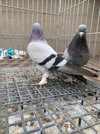 Super takla gök, Dieren en Toebehoren, Vogels | Duiven