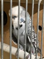 Engelse grasparkiet MAN, Dieren en Toebehoren, Vogels | Parkieten en Papegaaien