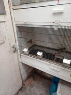 Kardinalen, Dieren en Toebehoren, Ophalen, Zo goed als nieuw