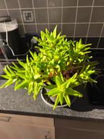 Cactus, Ophalen, Cactus