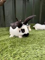 Mooie jongen Lotharingen reuzen, Dieren en Toebehoren, Konijnen, Groot