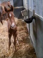 Gaaf hengstveulen v Extreme US (Escamilo), Dieren en Toebehoren, Paarden, Gechipt, Hengst, 0 tot 2 jaar, Niet van toepassing