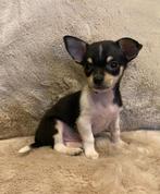 Mini chihuahua reutje, Dieren en Toebehoren, Honden | Chihuahua's en Gezelschapshonden, België, Fokker | Hobbymatig, Reu, 8 tot 15 weken