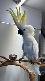 Tamme sprekede Triton kakatoe man getest op alle ziektes, Dieren en Toebehoren, Mannelijk, Papegaai, Pratend