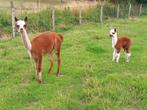 Prachtige kudde alpacas, Dieren en Toebehoren, Mei, Vrouwelijk